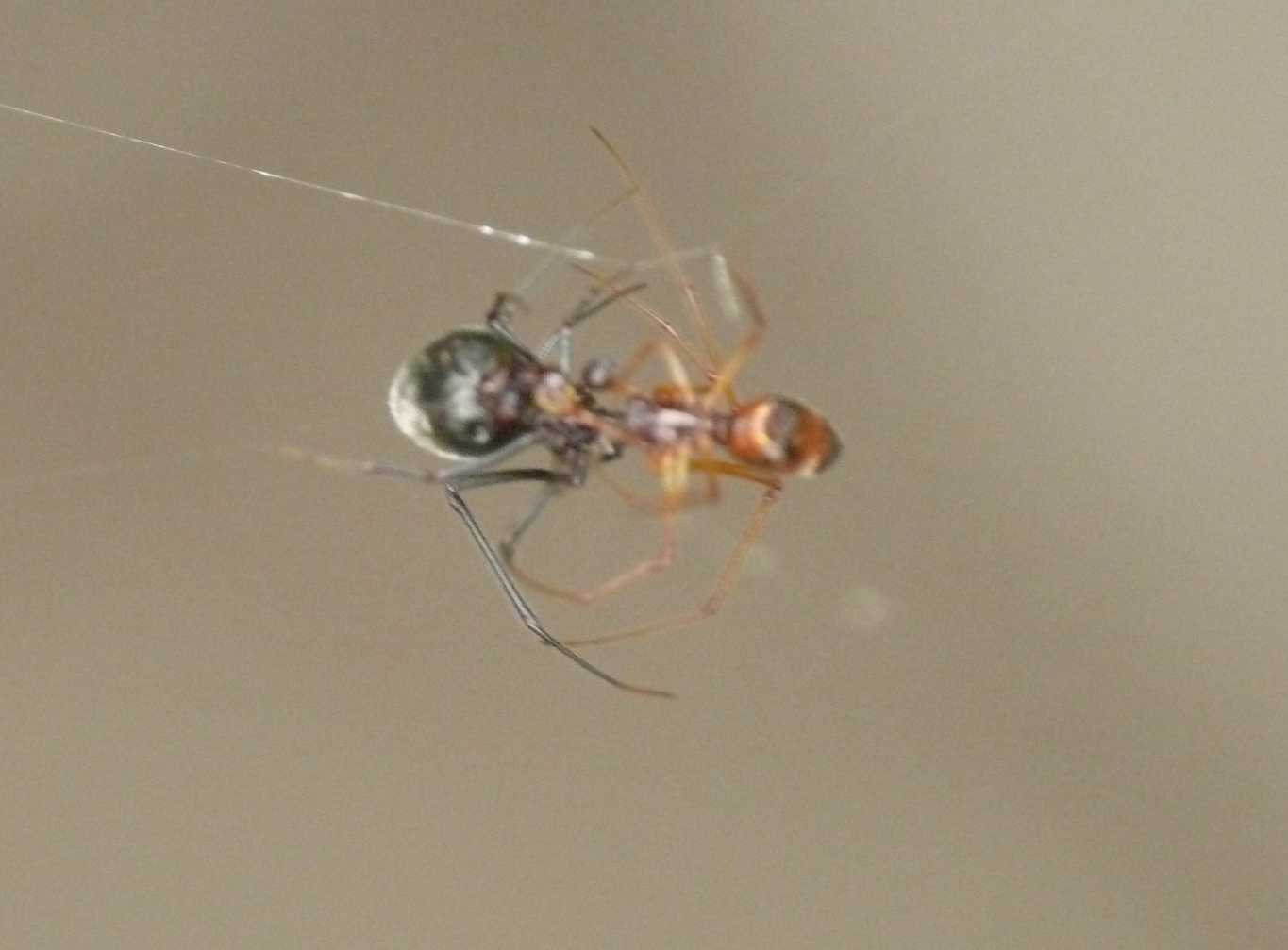 Coppia di trapezisti (Argyrodes)